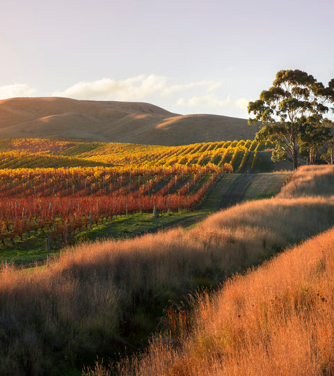 Decanter's Best Sauvignon Blancs