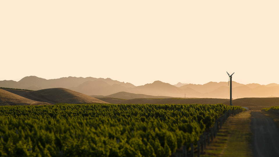 Blind River Vineyard