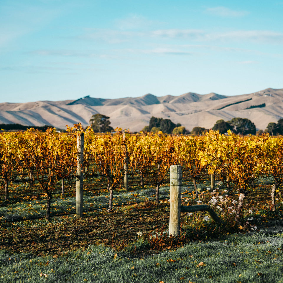 Bull Paddock Vineyard